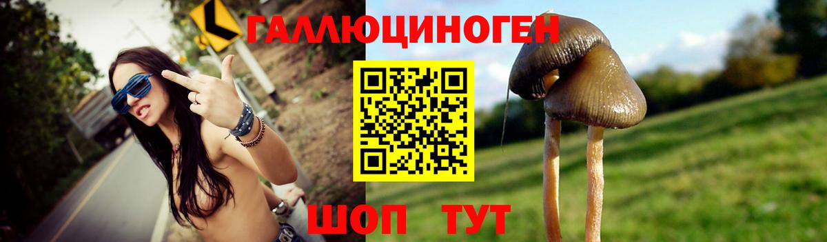 Псилоцибиновые грибы Psilocybe Великий Устюг